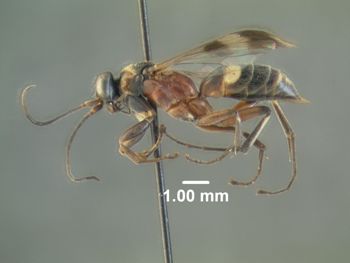 Media type: image;   Entomology 31320 Aspect: habitus lateral view